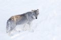 A lone Timber wolf or Grey Wolf (Canis lupus) isolated on white background walking in the winter snow in Canada Royalty Free Stock Photo