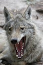 Timber Wolf Yawn Royalty Free Stock Photo