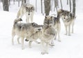 Timber wolves or grey wolves wolf pack isolated on white background playing in the winter snow in Canada