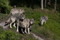 Timber wolves or grey wolves Canis lupus wolf pack standing together on a rocky cliff in autumn in Canada