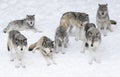 Timber wolves or Grey wolves Canis lupus isolated on white background standing in the winter snow in Canada Royalty Free Stock Photo