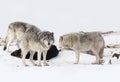 Some Timber wolves or Grey wolves Canis lupus feeding on wild boar carcass in Canada Royalty Free Stock Photo