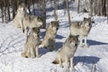 Timber wolves or grey wolves, timber wolf pack standing in the snow in Canada