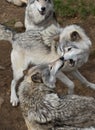 Timber wolves or grey wolves (canis lupus) playing with each other in autumn in Canada Royalty Free Stock Photo