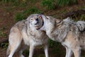 Timber wolves or grey wolves (canis lupus) playing with each other in autumn Royalty Free Stock Photo