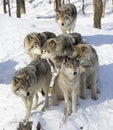 Timber wolves playing in the winter snow in Canada Royalty Free Stock Photo