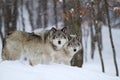 Timber wolves or grey wolves (canis lupus) in the winter snow in Canada