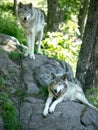 Timber wolves in the woods Royalty Free Stock Photo