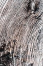 Timber wood detail macro old and dried hardwood texture