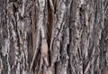 Timber wood texture. background Royalty Free Stock Photo