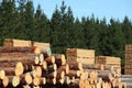 Timber yard and forest Royalty Free Stock Photo