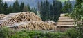 Timber yard of a saw mill