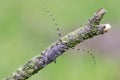 The Timberman beetle sitting on dry twig Royalty Free Stock Photo