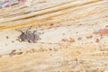 Timberman beetle, Timmerboktor, Acanthocinus aedilis Royalty Free Stock Photo