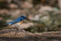 Time for catching prey.Active blue bird ,