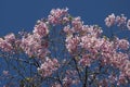 At the time of cherry blossom, cherry looks like pink clouds at sunset. Royalty Free Stock Photo