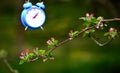 time concept.blue alarm clock on an apple flowers in orchardn Royalty Free Stock Photo