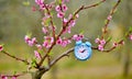 time concept.blue alarm clock on an peach flowers in orchard Royalty Free Stock Photo