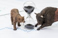 Time counting down to choose between investment bear and bull st