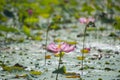 Nature photo: Lotus flowers. This is beautifull flowers.