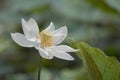 Nature photo: Lotus flowers.