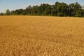 A field of ripe wheat on the hill. Royalty Free Stock Photo