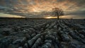 Time lapse of alone ash tree on limestone pavement above Malham village in the Yorkshire Dales