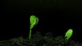 Time lapse of cucumber sprouts growth on black background, scene rotation, plant growing, agronomy, home growing crops