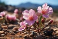 Time lapse of desert flowers blossoming post-rainfall, earth friendly image, Generative AI