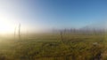 Time-lapse of disappearance of fog in taiga, Yamal Peninsula