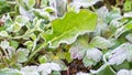 Time lapse frost on leaf (revert)