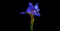 Time-lapse of growing blue iris flower