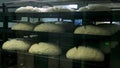 Time-lapse, growing the dough of yeast bread on a baking tray in proofing cabinets