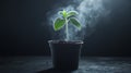 Time Lapse of Growing Plant in Dark Environment with Vapor Effects Royalty Free Stock Photo