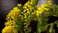 Time-lapse of growing yellow mimosa flowers