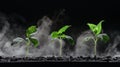 Time Lapse Montage of Plant Growth and Transpiration Process Royalty Free Stock Photo