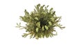 Time-lapse of opening Rose of Jericho Resurrection Plant