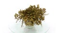 Time-lapse of opening Rose of Jericho Resurrection Plant