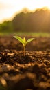 A time-lapse of a plant sprouting from a seed, emphasizing natural growth and a hopeful new beginning Royalty Free Stock Photo