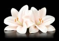 A time-lapse recording of a pink lily unfolding against a black background Royalty Free Stock Photo