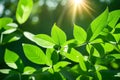 A time-lapse sequence of a seed germinating into a young plant,