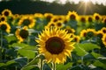 A time-lapse sequence of a sunflower following the sun\'s movement,