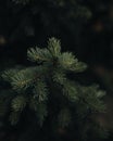 Time-lapse shot of a moody green pine tree branch Royalty Free Stock Photo