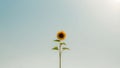 Time lapse of a sunflower following the sun s path in a beautiful display of nature s motion Royalty Free Stock Photo