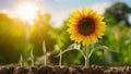 Sunflower time lapse