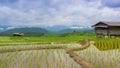 Time lapse terrace rice farm and nimbus clouds floating of thailand