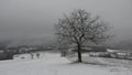 Time lapse, tree in a snowy field,