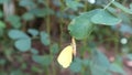 Time lapse video of a one spot grass yellow butterfly cocoon almost ready to emerge