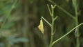 Time lapse video of a stem of Sickle Senna plant (Cassia Tora) and a hanging cocoon or pupa of a yellow grass butterfly