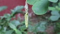 Time lapse video of a yellow butterfly (One spot grass yellow) emerging from the cocoon and adapting to environment